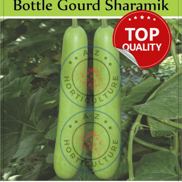 Bottle Gourd: Sharamik