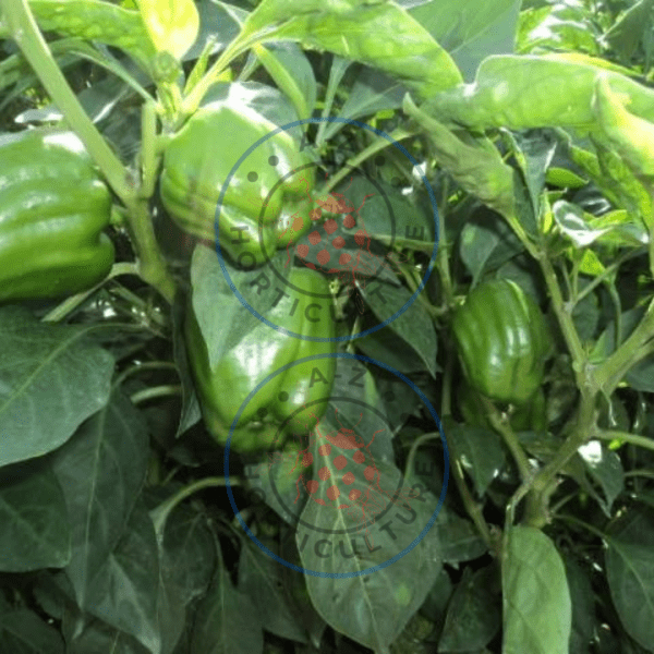 Hybrid Capsicum