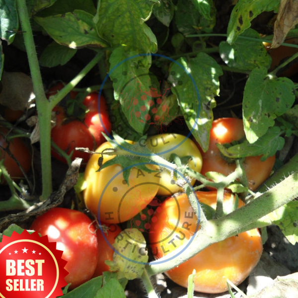 Hybrid Tomato