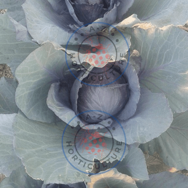 Red Cabbage