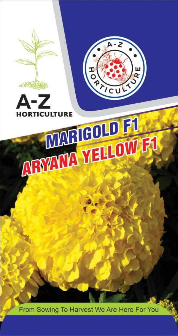 Marigold: Aryana Yellow F1