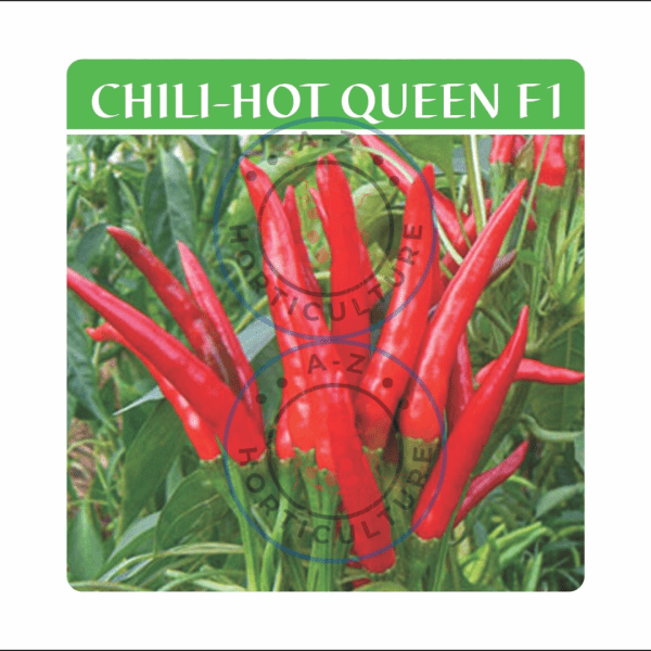 Chilli: Hot Queen F1