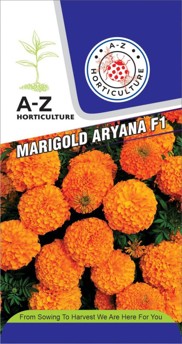 Marigold: Aryana F1