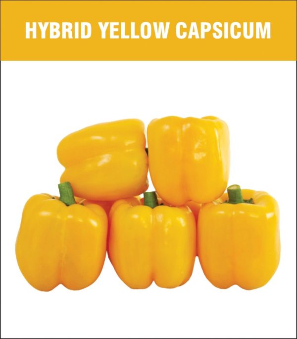Hybrid Yellow Capsicum
