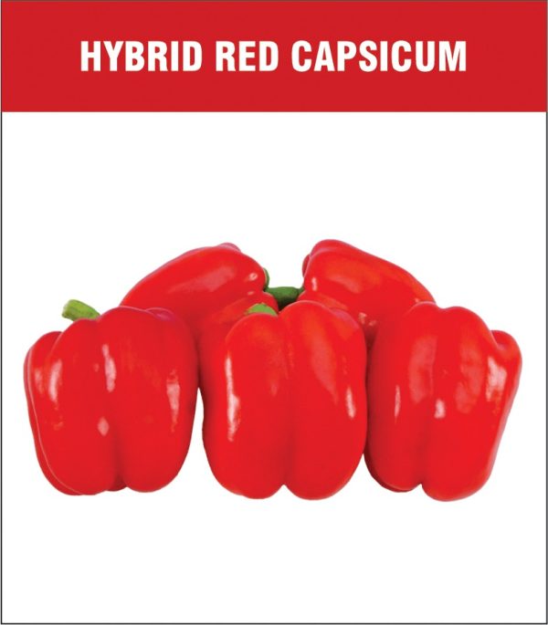 Hybrid Red Capsicum