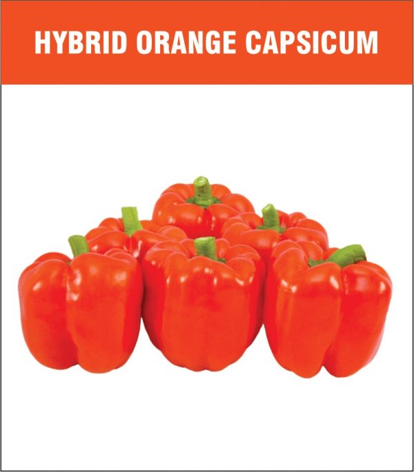 Hybrid Orange Capsicum
