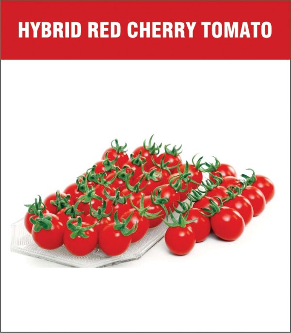 Hybrid Red Cherry Tomato