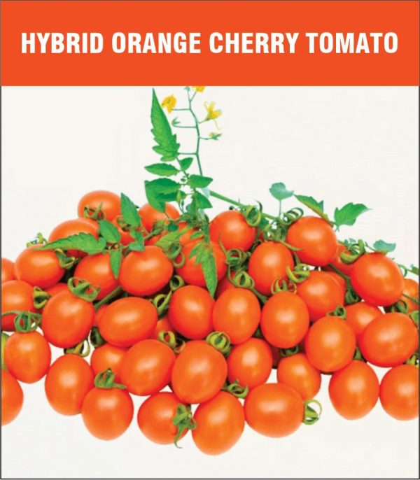 Hybrid Orange Cherry Tomato